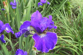 Iris sibirica 'Plissee' (tetraploid)