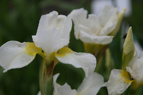 Iris sibirica 'Viel Schnee'