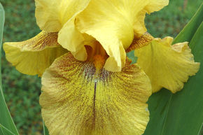 Iris x barbata elatior 'Desert Echo'