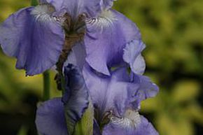 Iris x barbata elatior 'Harbor Blue'