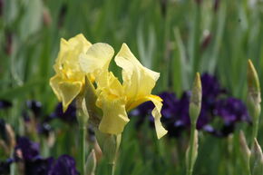 Iris x barbata elatior 'Lime Fitz'