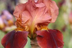 Iris x barbata elatior 'Natchez Trace'