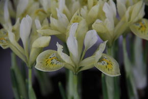 Zwergiris 'Katharines Gold'