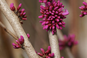 Cercis chinensis 'Avondale' Zierstmmchen