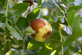 Jujube 'Dongzao'