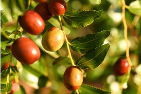 Jujube 'Empress Gee'