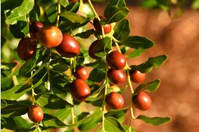 Jujube 'Honey Jar'