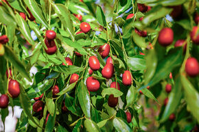 Jujube 'Massandra'