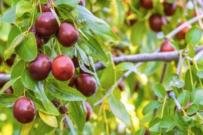 Jujube 'Xian Beauty'