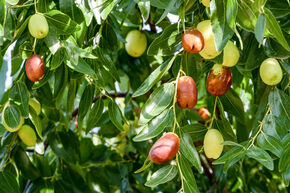 Jujube 'ZigZag'