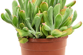 Kalanchoe beharensis 'Oricola'