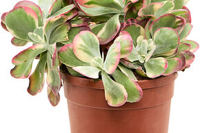 Kalanchoe thyrsiflora 'Variagata'
