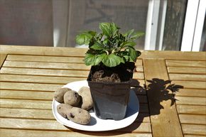 Kartoffelpflanze 'Blaue St. Galler'