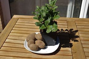 Kartoffelpflanze 'Blue Danube'