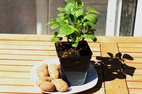 Kartoffelpflanze 'Sarpo Kifli'