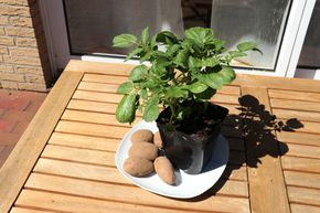 Kartoffelpflanze 'Sarpo Una'