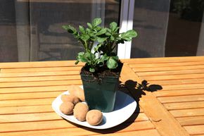 Kartoffelpflanze Solasana 'Sarpo Axona'