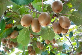 Kiwi Hayward