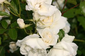 Kletterrose 'Climbing Iceberg'