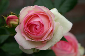 Kletterrose 'Eden Rose 85' 