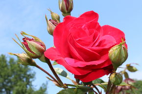 Kletterrose 'Gruss an Heidelberg'