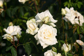 Kletterrose 'Ilse Krohn Superior' 