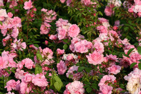 Kletterrose, Strauchrose 'John Davis'