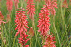 Kniphofia uvaria 'Redhot Popsicle' (S)