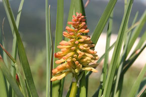 Kniphofia uvaria 'Grand Mix'