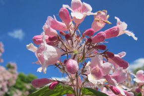 Kolkwitzia amabilis 'Pink Cloud'