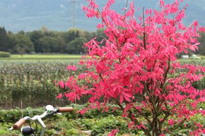 Euonymus alatus