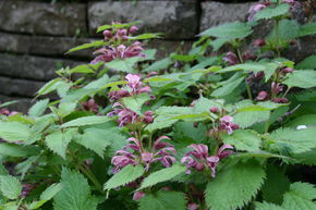 Lamium orvala