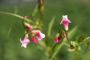 Lathyrus vernus 'Rosenelfe'