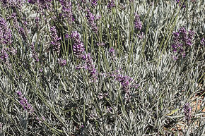 Lavendel 'Grappenhall' 
