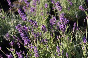 Lavendel, Echter Lavendel 'Essence Purple' 