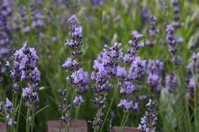 Lavendel 'Munstead' 