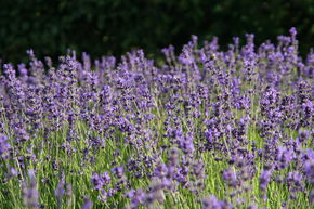 Lavendel 'Siesta'