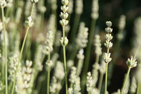 Lavendel 'Edelweiss'