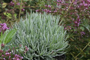 Lavendel 'Grosso'