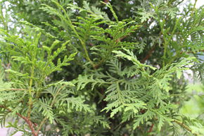 Hecken-Palette mit Thuja 'Brabant' (Lebensbaum)