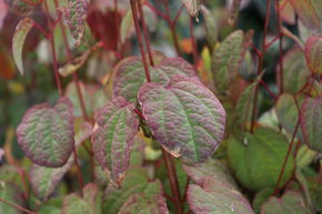 Lebkuchenbaum 'Rotfuchs'