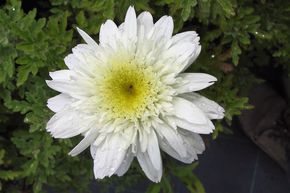 Leucanthemum x superbum 'Stina'