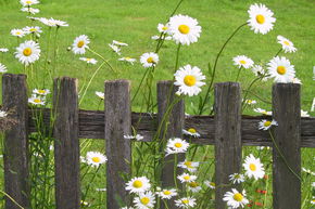 Leucanthemum vulgare 'Maikönigin'