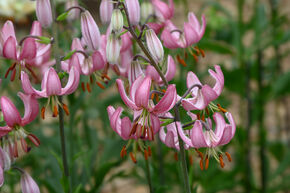 Lys martagon 'Candy Morning'