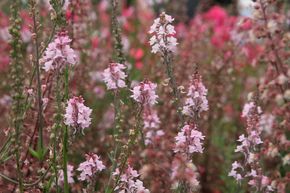 Linaria purpurea 'Canon J. Went'