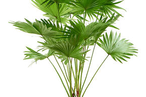 Livistonia rotundifolia (2pp)