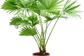 Livistonia rotundifolia