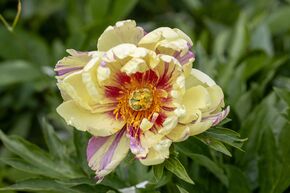 Paeonia  itoh 'Lollipop'