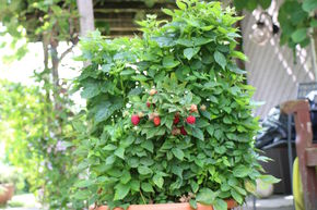 Lowberry Alltimer Himbeere Baby Dwarf