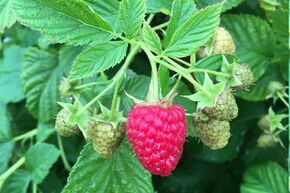 Himbeere Lowberry� 'Ruby Fall'�